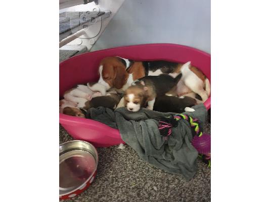 Gorgeous Kc εγγεγραμμένα Beagle Pups